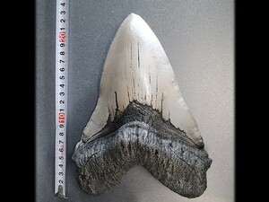 ◆220mm更なる史上最大級メガロドンの歯NA色 超巨大ザメ 太古ムカシホホジロザメ レプリカ博物館 教材 資料◆　