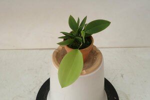 即決 洋蘭 原種 プレウロ系 TA11143 Acianthera pectinata