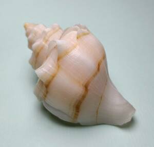貝の標本 Neptunea cumingii 70.2mm.w/o.Yellow sea