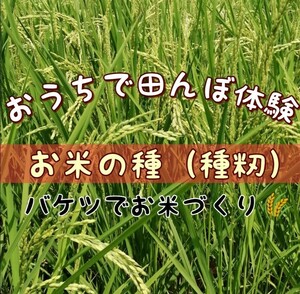 【お家で田んぼ体験】お米の種　種籾　自然農　コシヒカリ　はざかけ米　バケツ稲に◎自然観察　自由研究　30g