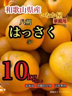 一点限定！和歌山県産　八朔　家庭用　早い者勝ち　セール！