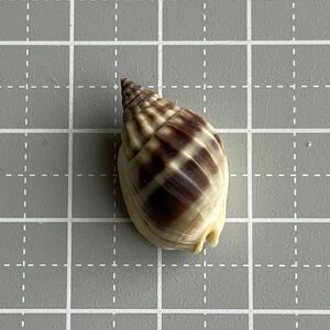 【 オオカニノテムシロガイ 】 ムシロガイ　貝殻　標本　シェル　貝殻標本　巻貝　骨格標本　コレクター　海外の貝殻　shell