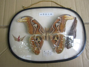 蛾 標本　　世界最大蛾