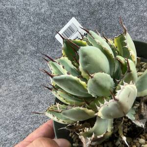 【鉢ごと発送】アガベ ポタトルム 吉祥冠錦 / agave potatorum ‘Kissho Kan’ variegata / 5号鉢t 【現品】M24-2-15-03