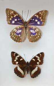 国産蝶の標本　日本の国蝶オオムラサキ X１オオイチモンジX１　箱付き