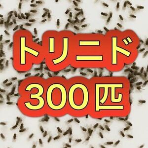 トリニドショウジョウバエ 300匹+α 【即決】【翌日までに発送】フライトレス 生き餌 活き餌 餌用　カナヘビ　カエル ヤモリ イモリ トカゲ