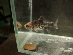 同梱可能！ おぎの養魚場 銀鱗和金 約5cm No6 荻野養魚場 銀鱗墨和金 銀鱗三色和金