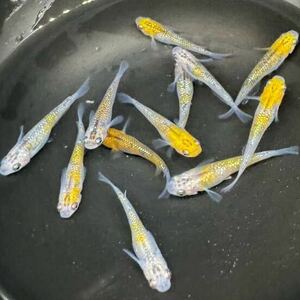 現物出品　強ラメ　夜桜ゴールドメダカ　若魚　１２匹①