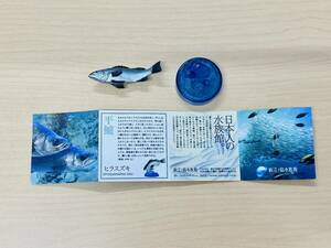 海洋堂 新江ノ島水族館への誘い2 ヒラスズキ 平鱸 ボトルキャップ フィギュア 荒俣宏監修 KAIYODO 立体生物図録2