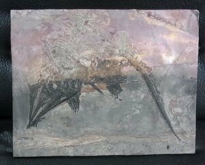 博物館級　ミクソサウルス　全身骨格化石　三畳紀　貴州省産　魚竜　恐竜