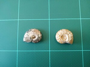 アンモナイト化石　２個　産地等詳細不明