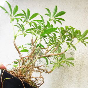 〇　シェフレラ　アルボリコラ　の矮性個体　〇　室内観葉盆栽　〇　挿し木苗
