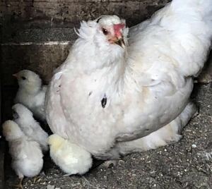 即決 アローカナ 有精卵 18個 青い卵 平飼い 鶏 食用