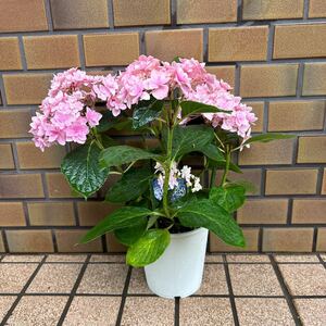 紫陽花 ごきげんよう　ピンク　アジサイ 5号鉢　KAMO 来年用に　鉢のまま発送　あじさい
