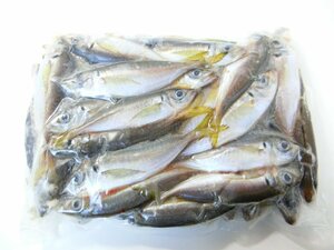 【Max】 冷凍 あじ 業務用 1kg 小アジ 小鯵 凍結 釣り餌 大型魚 熱帯魚 亀 エサ 餌