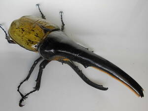 種親１７４ｍｍ(１５９mm)　ヘラクレス オオカブトムシ　２齢幼虫ペア