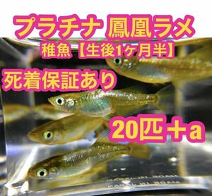 沖ちゃんメダカ※発送方法必読※【送料無料】メダカ　プラチナ 鳳凰　ほうおう　ラメ ゴールド　ゴールデン　　ヒカリ体型 20匹 稚魚