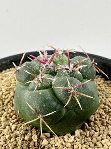 Thelocactus lloydii テロカクタス ロイディー 武者影 螺旋 赤棘 FN付き輸入種子 実生選別株 検鶴巣丸 紅鷹 綾波 獅子頭 抜き苗送料無料