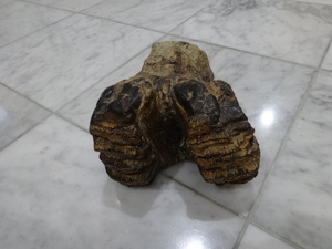 ステゴドン科　アケボノ象　化石　歯