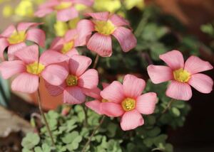 本日から球根の出品 Oxalis obtusa obtusa hybrid (coral × rose) 球根3球