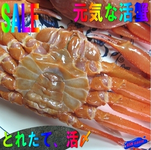 活〆生冷凍、紅ずわい蟹　L5尾（2kg以上） 刺し・焼き・鍋・蒸し何でもok　(紅ずわい蟹)