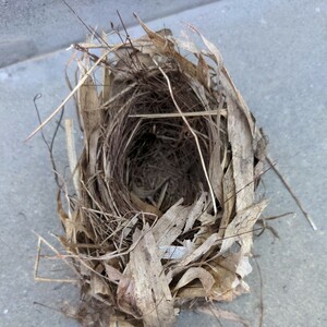 鳥の巣・4cmほどの楕円形の巣です　・自然/オブジェ/とりの巣/5