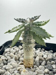 ユーフォルビア トゥレアレンシス euphorbia tulearensis マダガスカル原産 実生選抜株 抜き苗は送料込 美葉マダガスカルタイプ