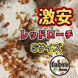 期間限定・S サイズ 700匹＋30%(保証込み) 激安レッドローチ 送料無料