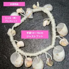 （貝殻）天然貝のブレスレット ⭐レディース14～16 cm「未使用品です」