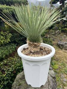 シルバーブルー ユッカ ロストラータ 太 発根　耐寒性-15 ドライガーデン 地植え シンボルツリー Yucca ガーデニング 