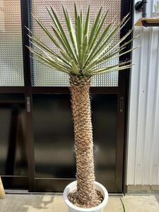 ユッカ フィリフェラ Yucca filifera 大株