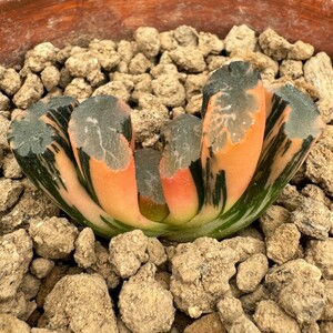 N1551ハオルチア ハオルシア 玉扇錦 赤斑 多肉植物