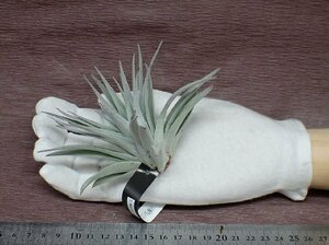 Tillandsia meridionalis チランジア・メリディオナリス★エアプランツEP