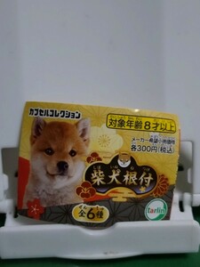 新品　柴犬根付ストラップ　たれみみ薄赤柴　ガチャ　カプセルトイ