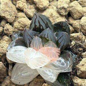 多肉植物　ハオルチア　竜爪オブツーサ錦　極斑 美品