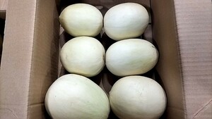 熊本県産ホームランメロン6～8玉入【サイズ不揃い・箱込み約7kg】甘さ抜群昔懐かしホームランメロン