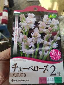 【即決】チューベローズ　八重咲き（イエライシャン　夜来香）　2球入り　【第４種郵便送料無料】