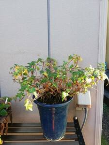 植物　セイヨウキツダ　鉢植え