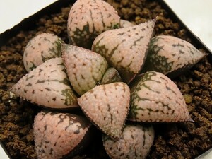 ■[W064]キング×Forever Beauty　実生　未繁殖　ヤマト運輸 【多肉植物　Haworthia　ハオルチア　ハオルシア】