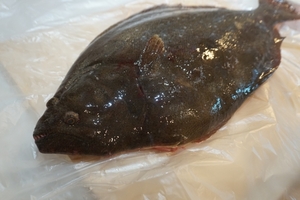 ヒラメ 鮃 0.8-1.2kg 原体サイズ 刺身 煮魚 焼魚 干物 下処理済み 送料無料 宇和海の幸問屋