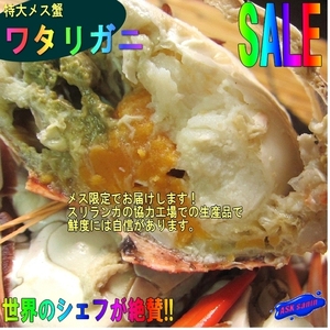 特大「子持ちワタリ蟹 1kgセット」活冷凍　スリランカ産