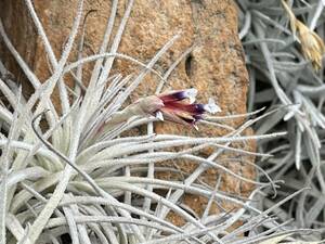 Tillandsia oblivata Peru アンデス北部山岳エリア　標高2,900m 2 ティランジア オブリバータ チランジア