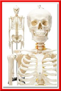 【新品即決】等身大 人体模型 170cm 神経根有り 全身骨格模型 骨格標本 骸骨模 オブジェ 学校（国際規格認証品）