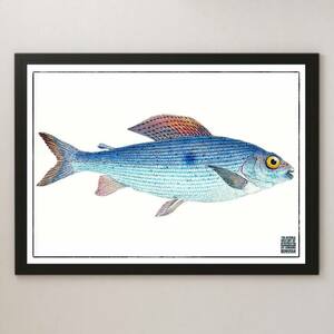 『英国魚類博物誌 1-e』イラスト アート 光沢 ポスター A3 バー カフェ ビンテージ レトロ インテリア 図鑑 海洋生物学 研究 さかな 釣り