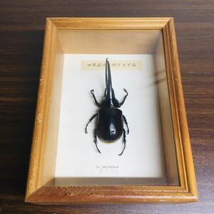 ネプチューン　標本　昆虫　Dynas tes neptunus 世界最珍貴少之甲蟲　カブトムシ　黒大兜虫　コレクション　雑貨