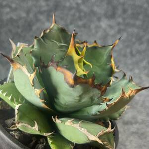 【鉢ごと発送】アガベ　チタノタ　姫厳竜　Agave titanota ‘Dwarf’ / 4号鉢 /塊根・多肉植物【現品】 M24-1-17-43