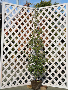 ウバメガシ 1.7m 露地 2本 ×2 苗木