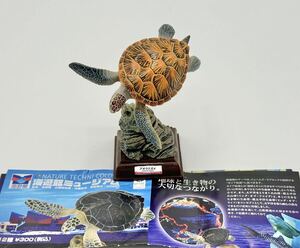 ネイチャーテクニカラー 海遊館ミュージアム アオウミガメ 初期混入ミス? NATURE TECHNI COLOUR キタンクラブ 奇譚クラブ いきもん 海洋堂