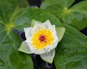 水生植物　山野草　紅蕊エゾノヒツジグサ　種子7粒