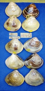 蛤 YMRS−24-0513-2　60mm×10個 　　江戸前　ハマグリ　貝殻　標本　材料